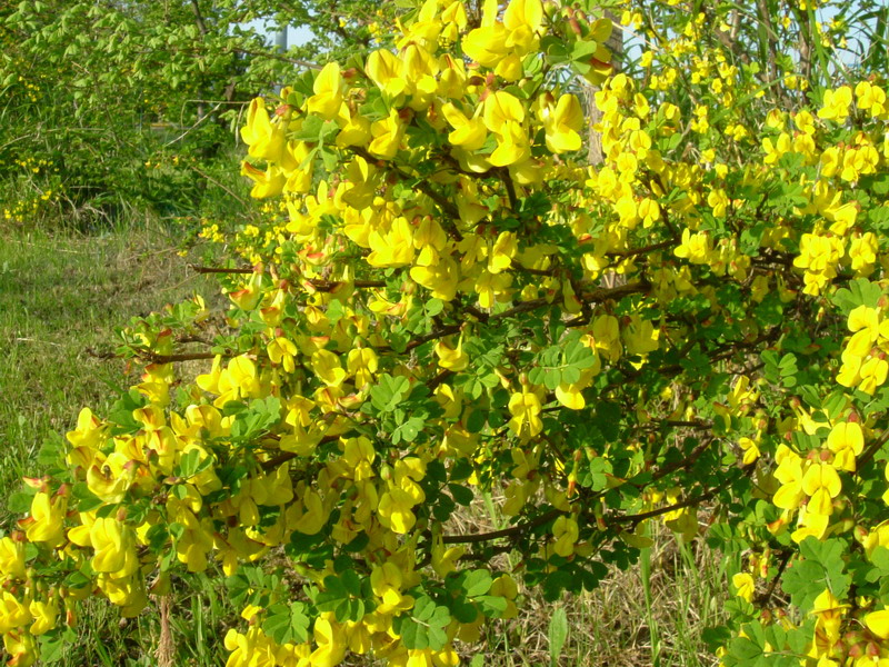 Emerus major (=Coronilla emerus) / Cornetta dondolina